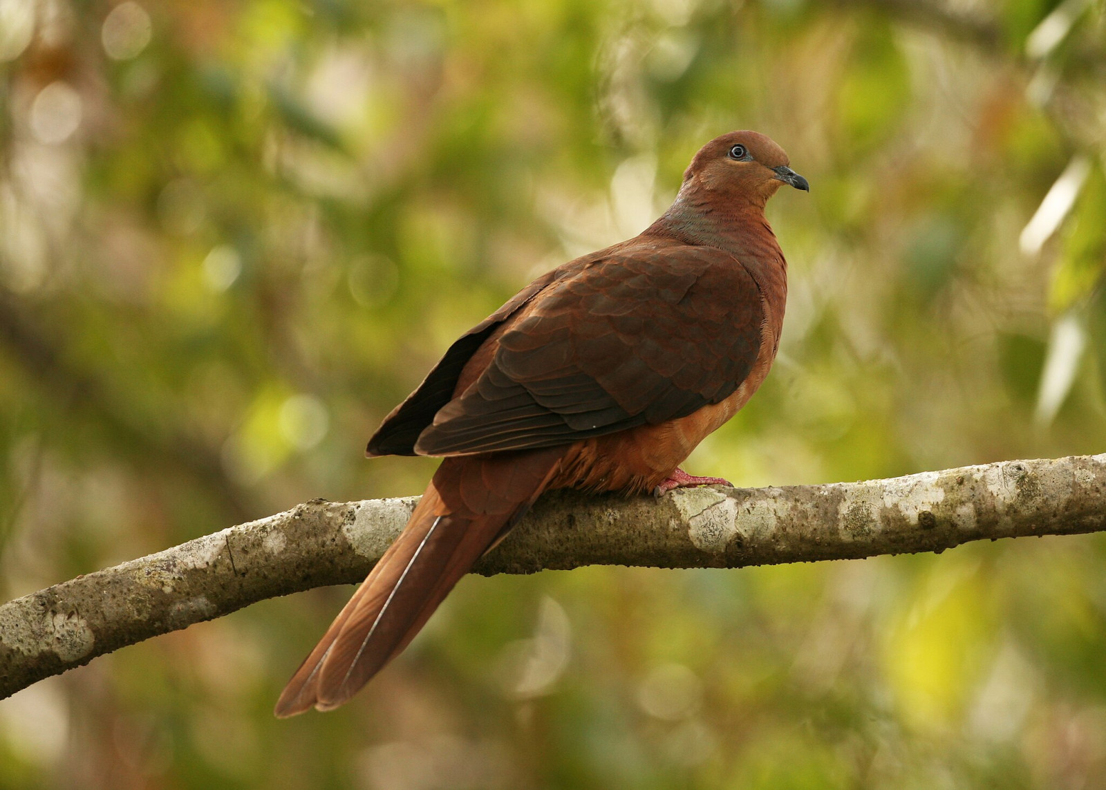 image Brown Cuckoo-Dove